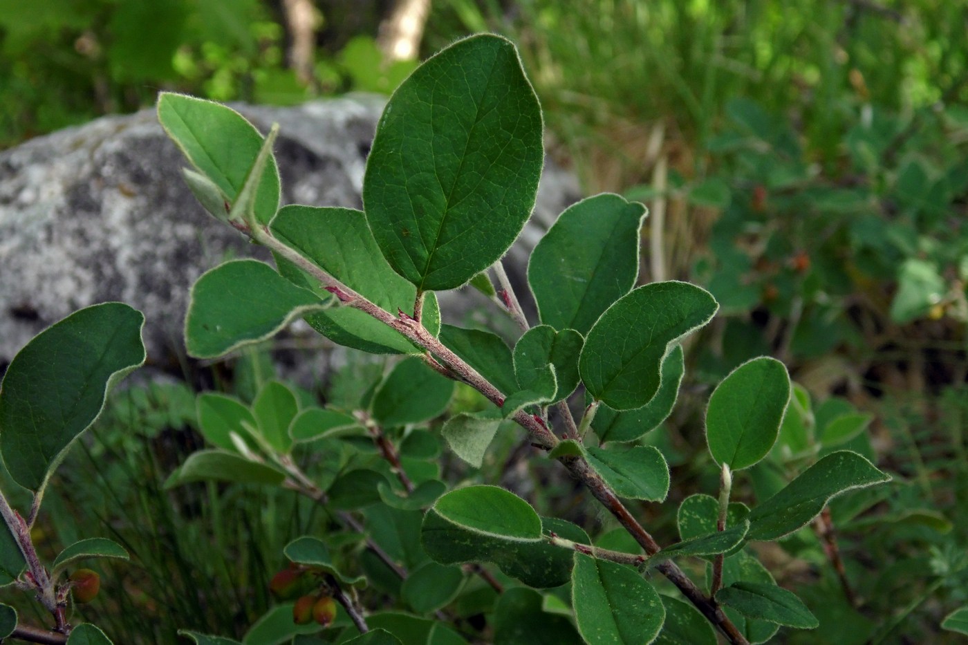 Изображение особи Cotoneaster integerrimus.