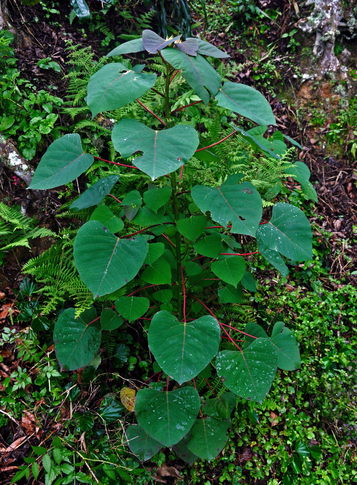 Image of Homalanthus populneus specimen.