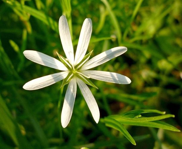 Image of Stellaria palustris specimen.