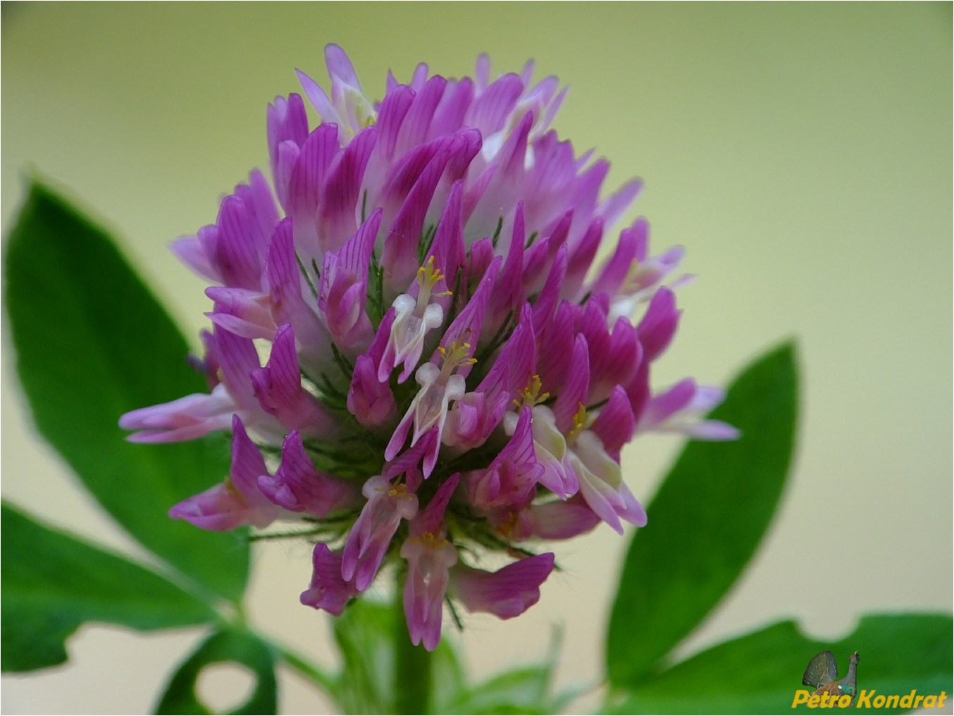 Изображение особи Trifolium pratense.