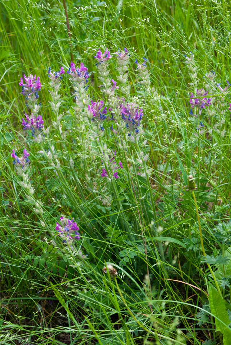 Image of Oxytropis campanulata specimen.