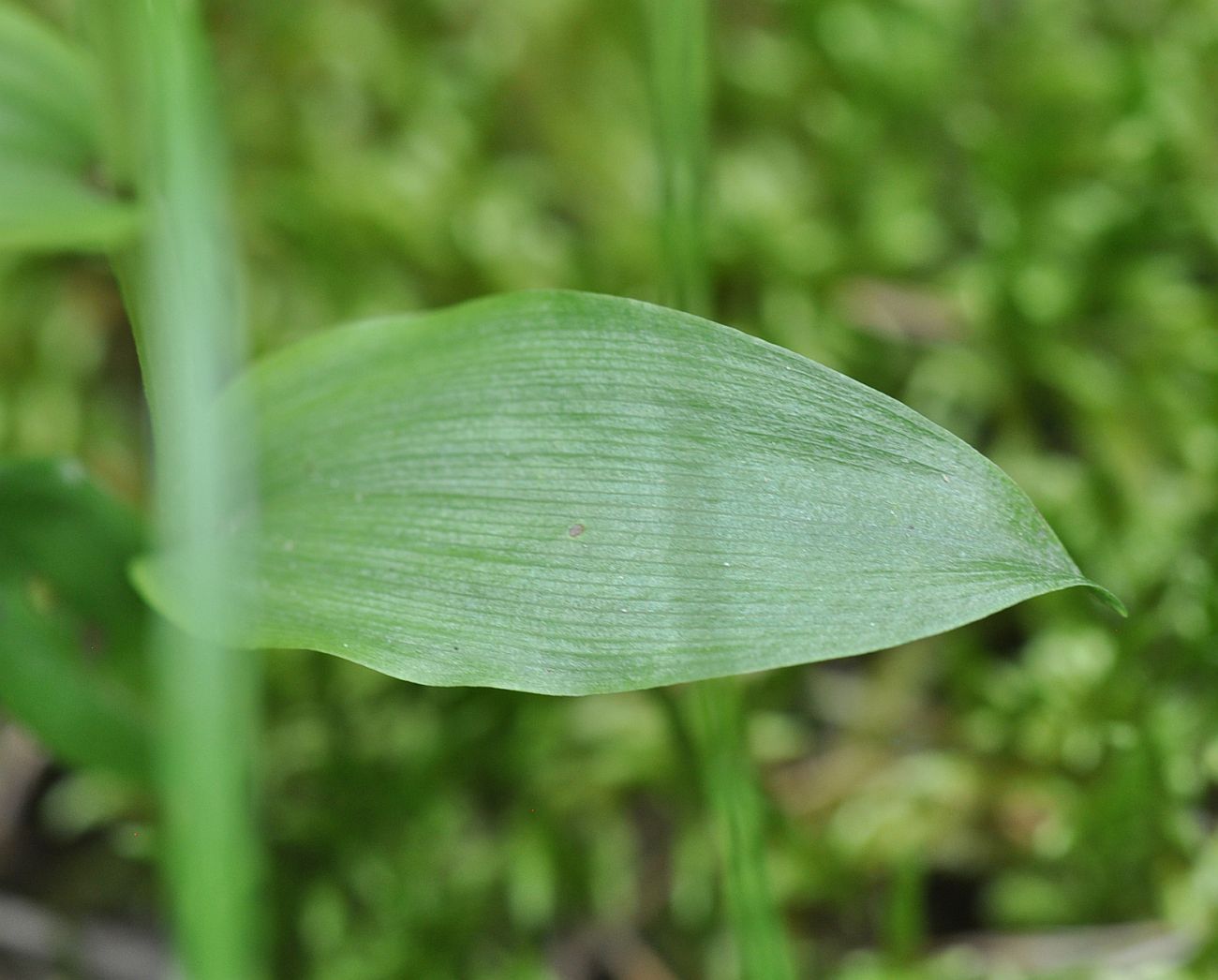 Изображение особи Cephalanthera damasonium.