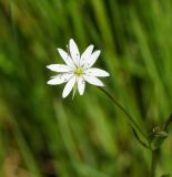 Stellaria graminea. Цветок. Восточный Казахстан, г. Усть-Каменогорск, восточные окр., Лесхоз, склон сопки. 22.05.2018.