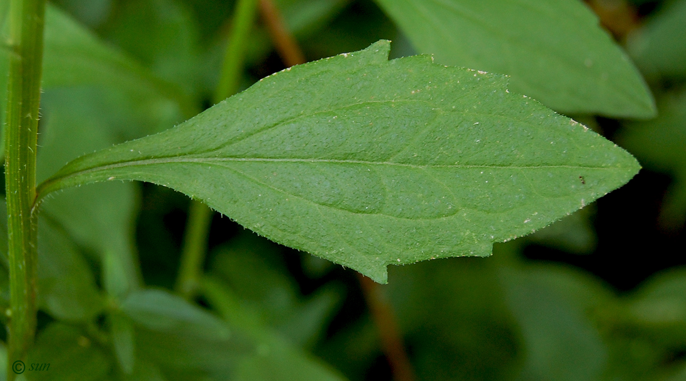 Image of Erigeron annuus specimen.