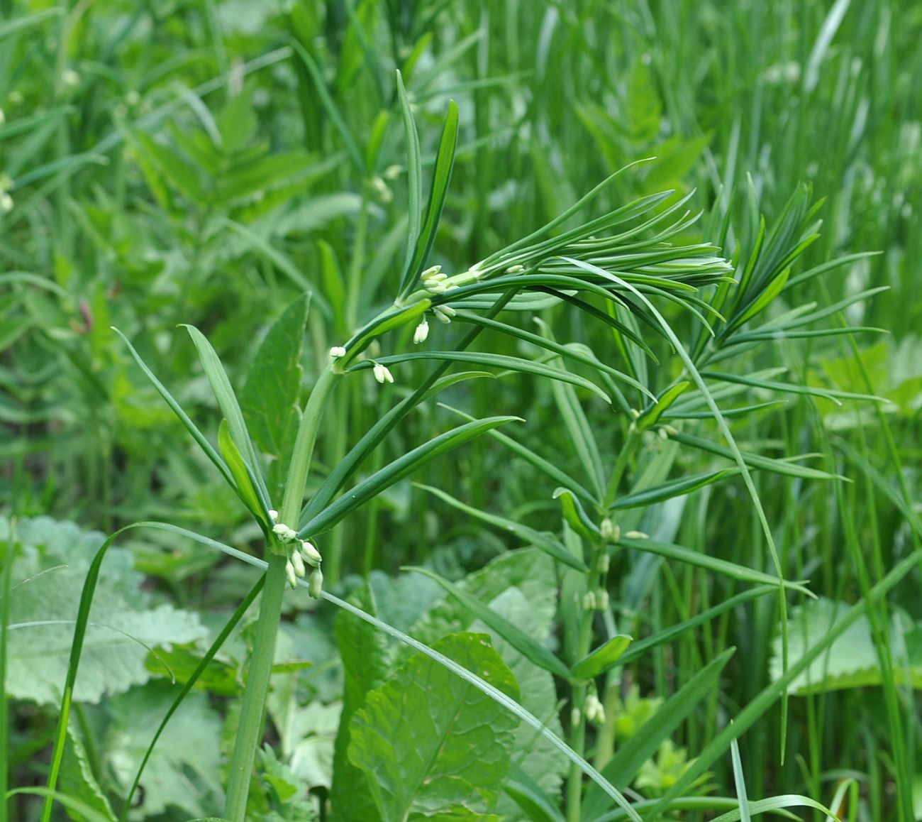 Изображение особи Polygonatum verticillatum.