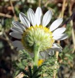 Anthemis altissima