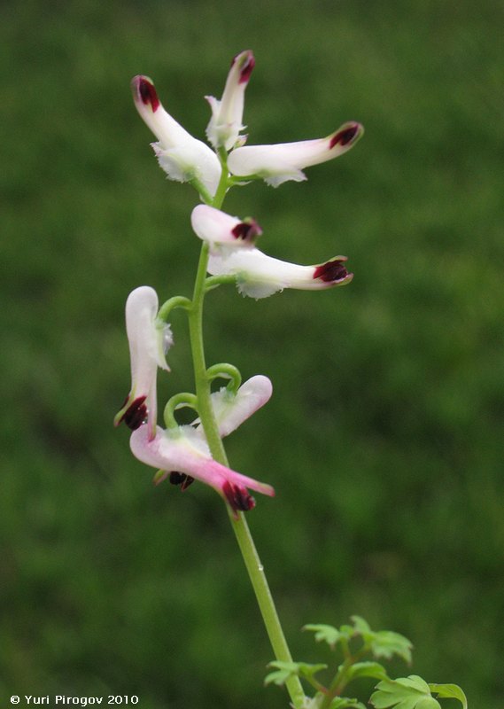 Image of Fumaria capreolata specimen.