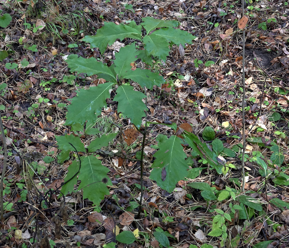 Image of genus Quercus specimen.