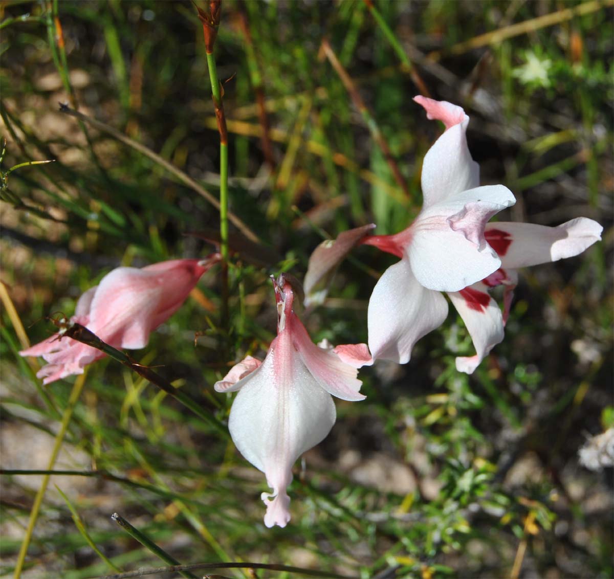 Image of Gladiolus carneus specimen.