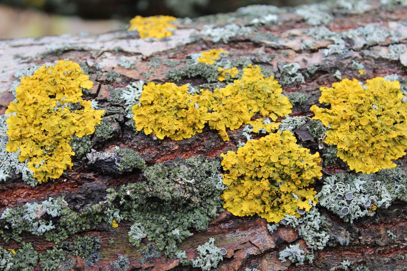 Image of Xanthoria parietina specimen.