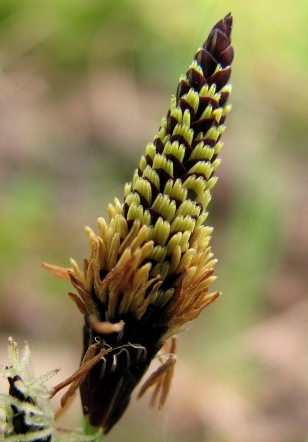 Image of Carex nigra specimen.