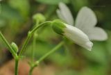 Cerastium pauciflorum. Часть соцветия с бутоном. Приморский край, Уссурийский гор. округ, окр. с. Монакино, дно оврага в широколиственном лесу. 04.06.2017.