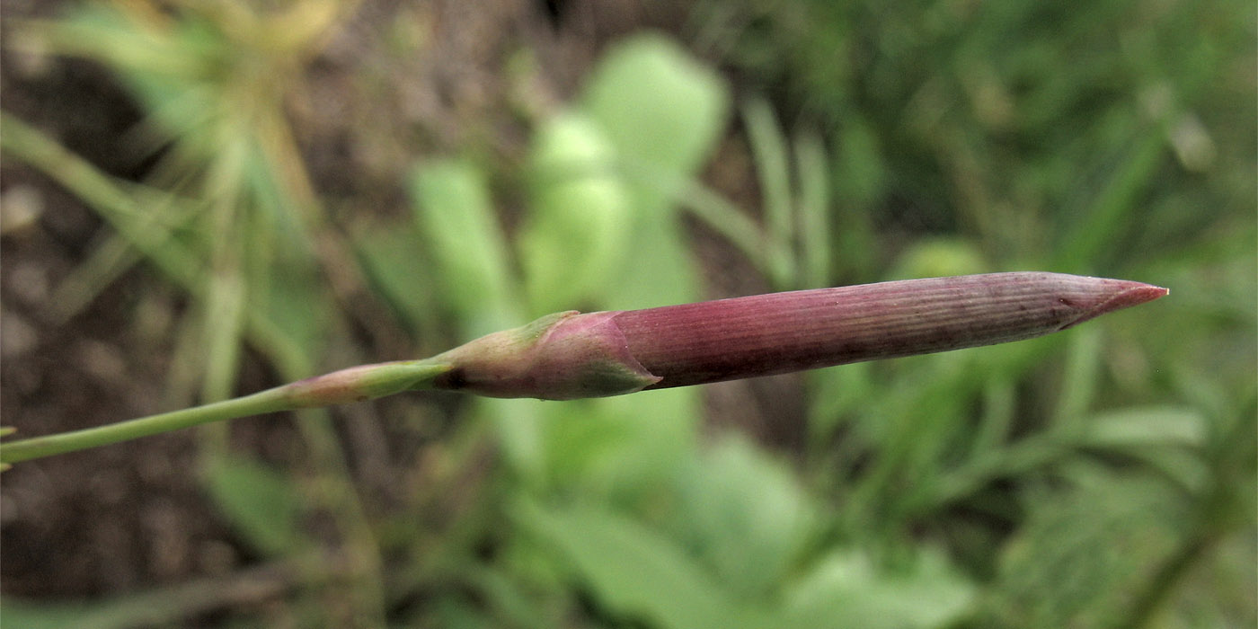 Изображение особи Dianthus pseudoserotinus.