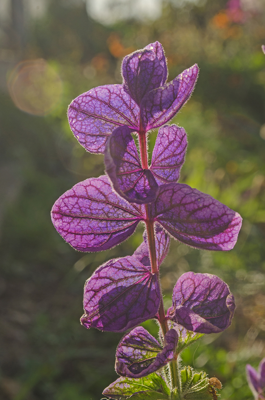 Image of Salvia viridis specimen.