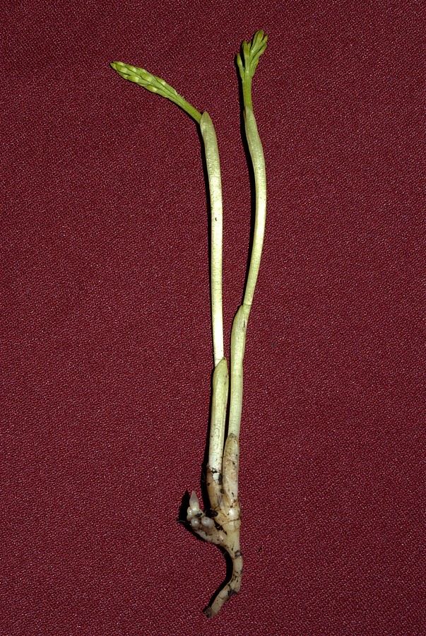 Image of Corallorhiza trifida specimen.