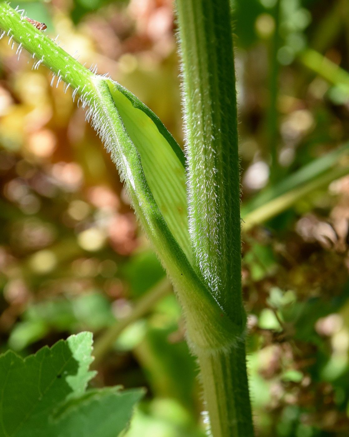 Image of Heracleum sibiricum specimen.