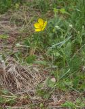 Ranunculus illyricus