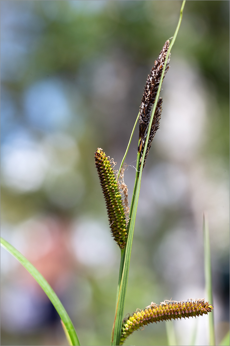 Image of Carex acuta specimen.