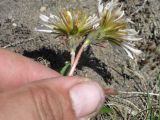 Taraxacum albescens. Соцветия (вид со стороны обёрток). Камчатский край, Елизовский район, природный парк \"Вулканы Камчатки\", юго-восточный склон вулкана Авачинский, 1400 м н.у.м., щебнистый склон. 11.07.2010.