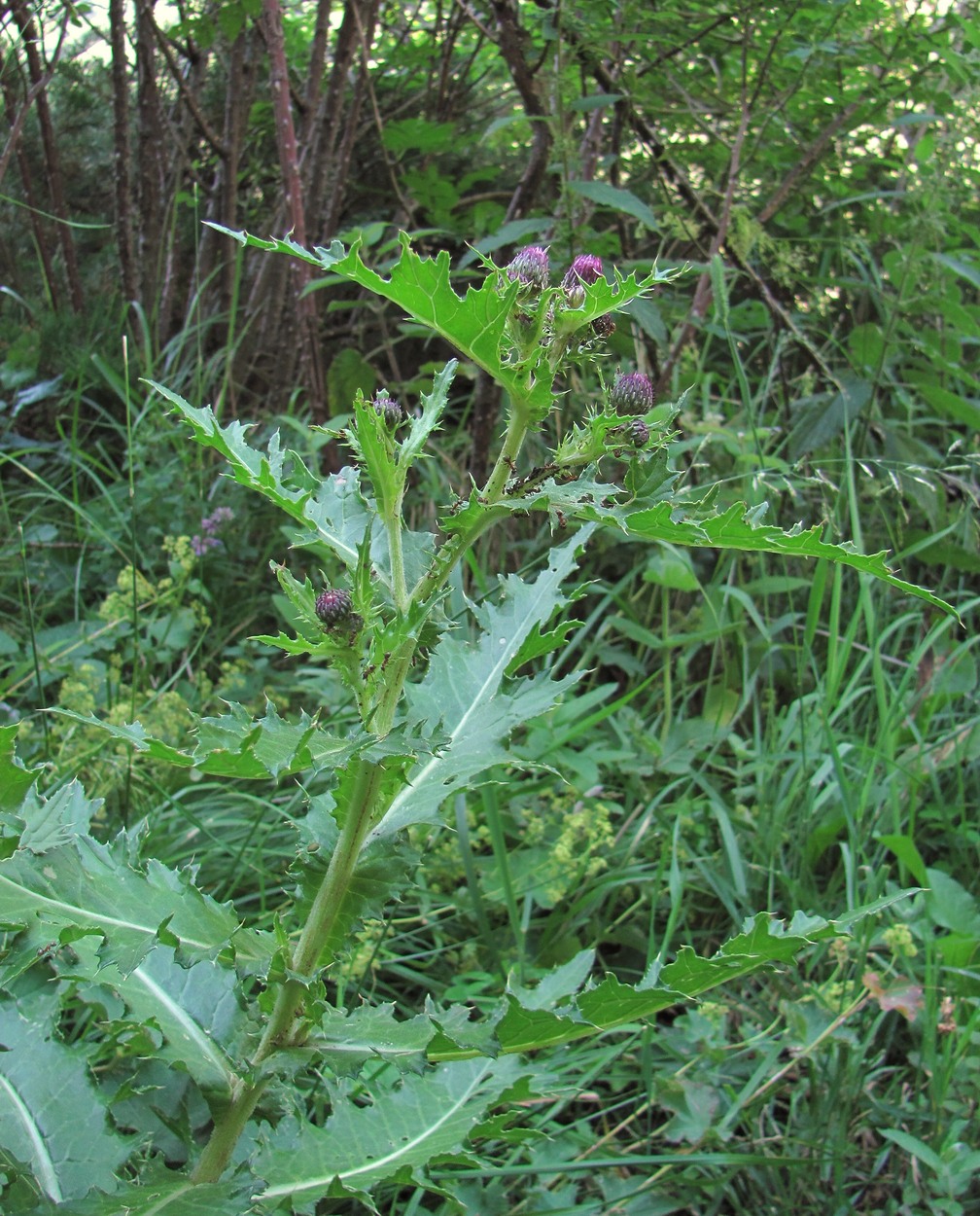 Image of Cirsium elbrusense specimen.