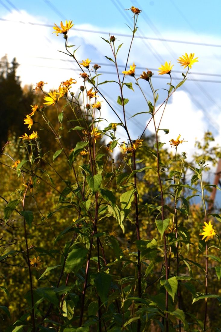 Image of Helianthus tuberosus specimen.