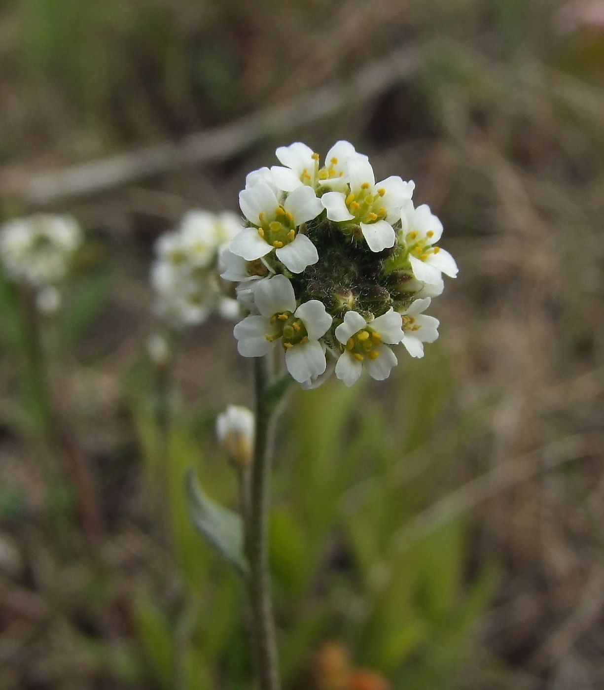 Image of Draba hirta specimen.