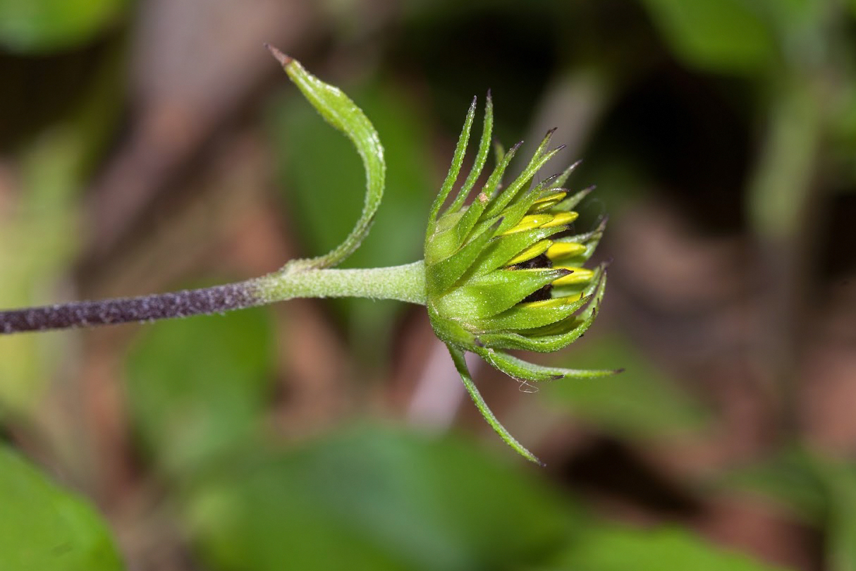 Изображение особи Helianthus debilis.