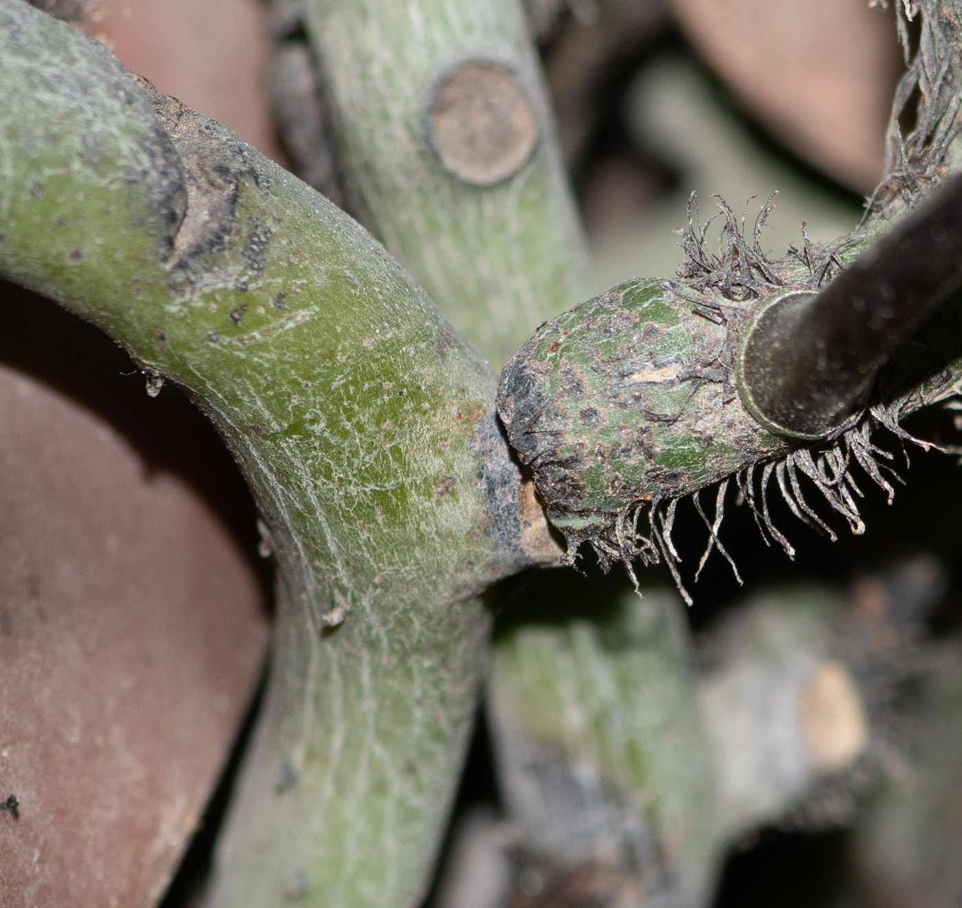 Изображение особи семейство Polypodiaceae.