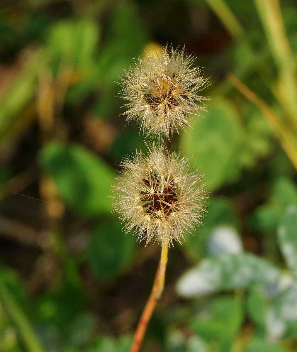 Image of Scorzoneroides autumnalis specimen.