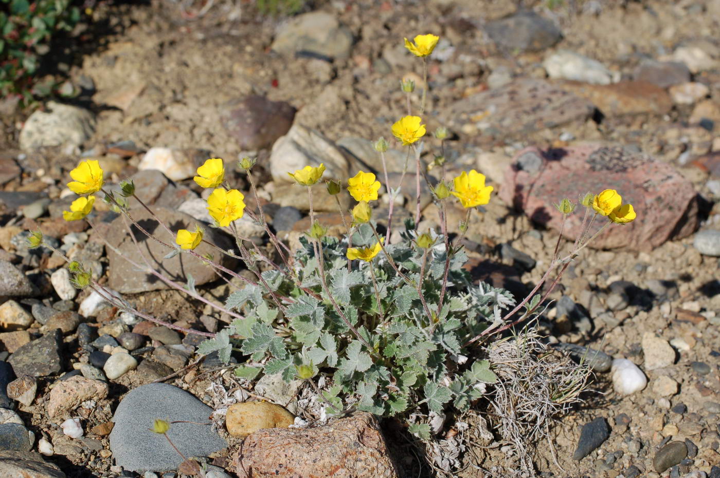 Изображение особи Potentilla villosula.