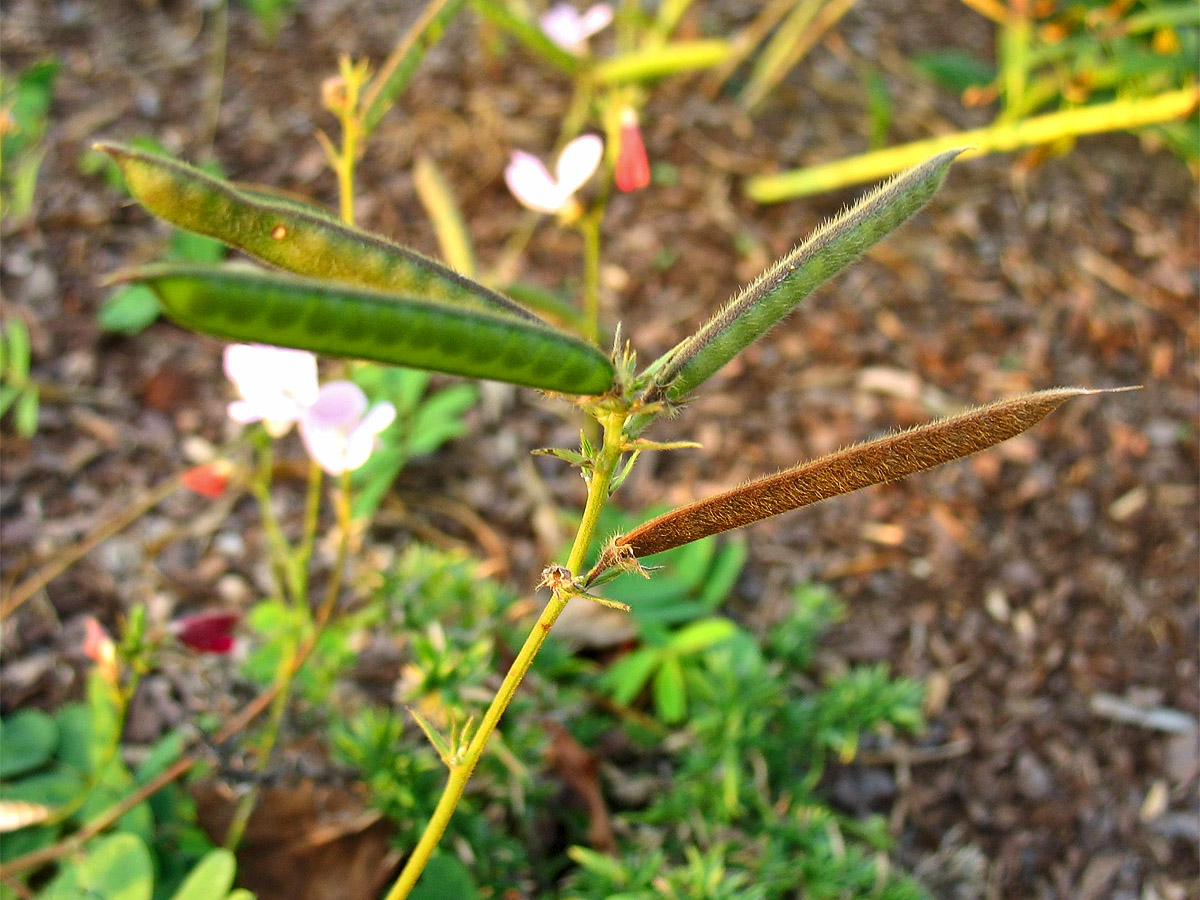 Image of Tephrosia spicata specimen.