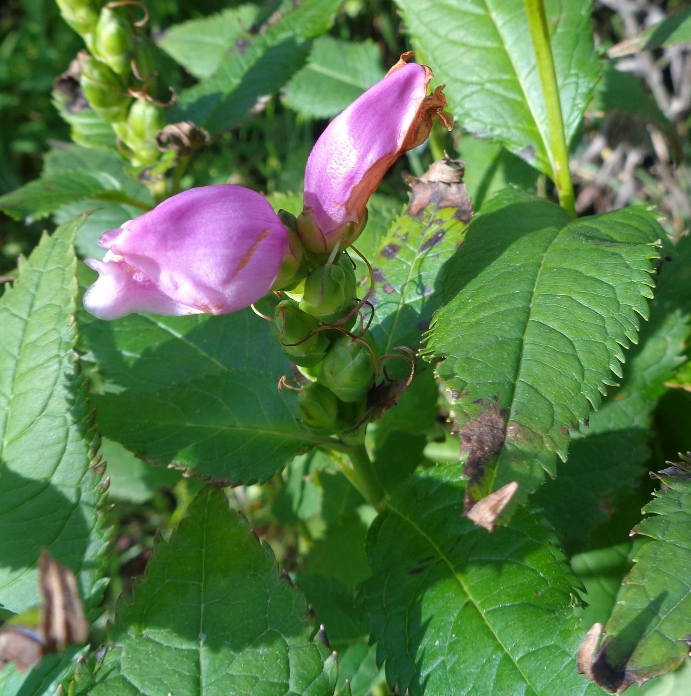 Изображение особи Chelone obliqua.