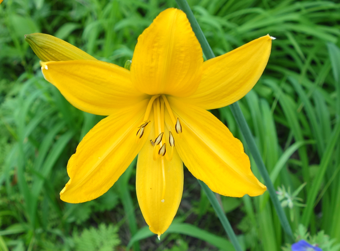 Image of Hemerocallis middendorffii specimen.