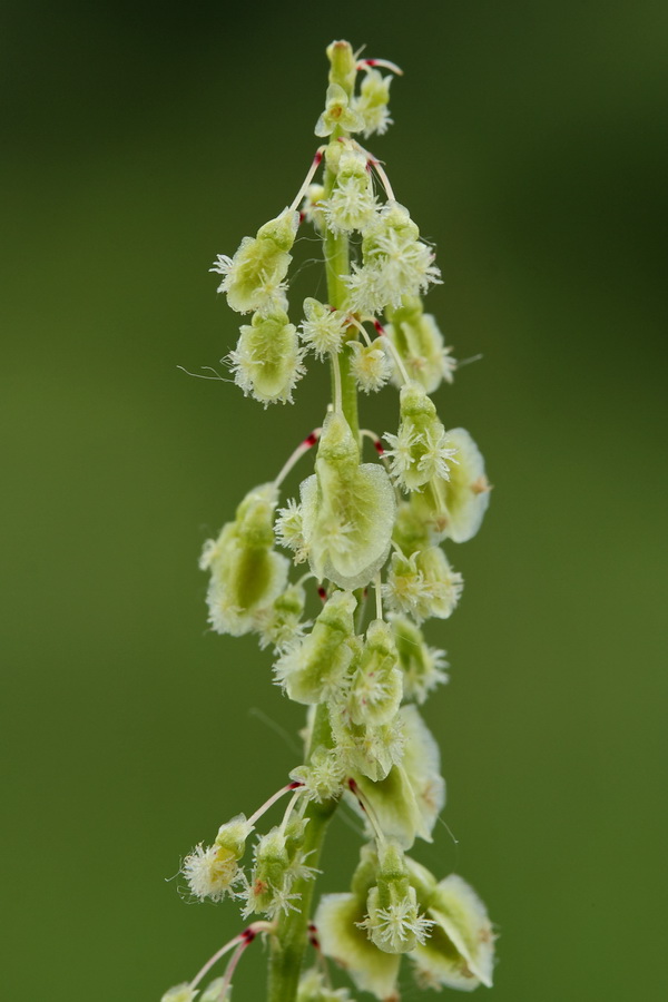 Image of Rumex acetosa specimen.