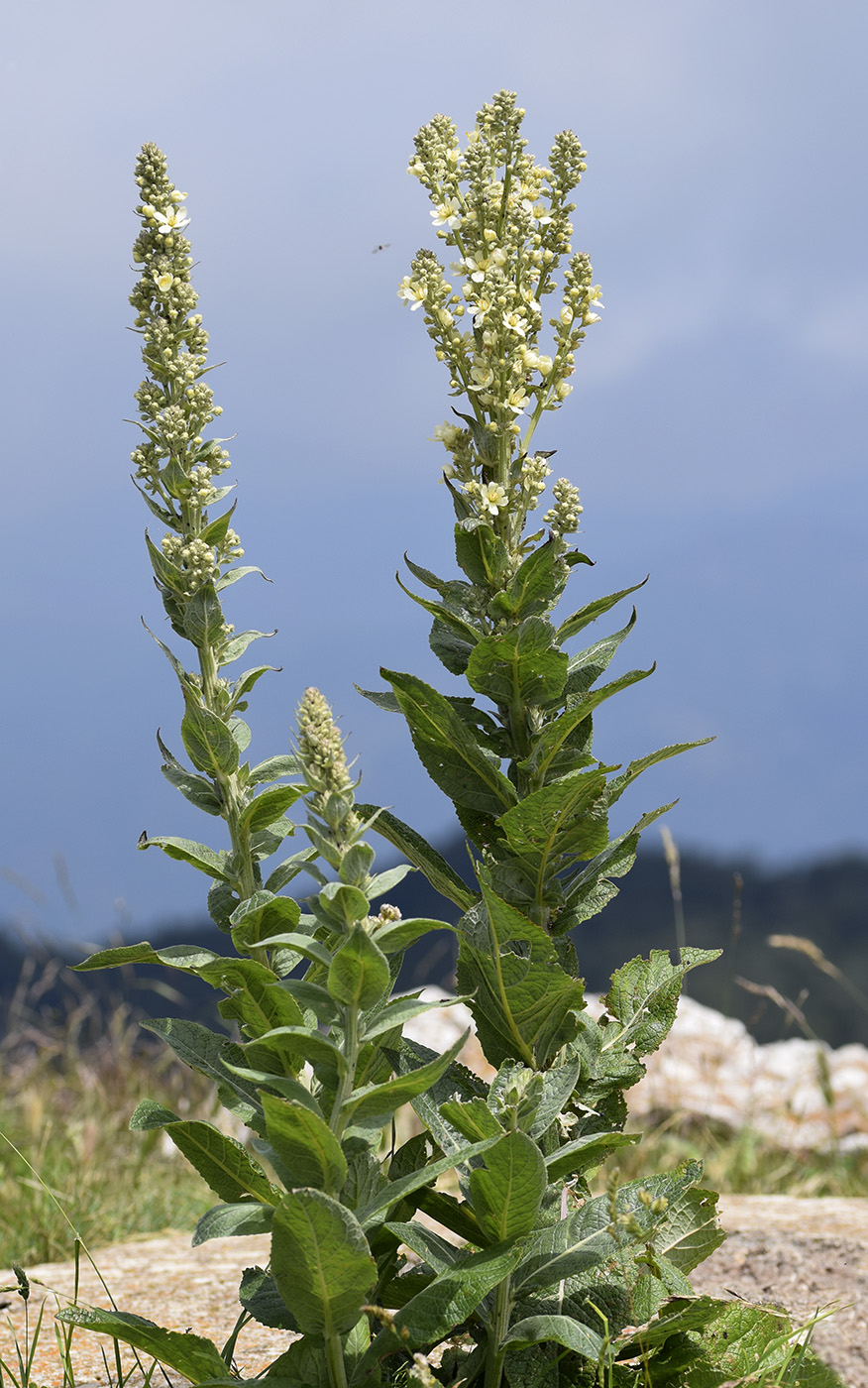 Изображение особи Verbascum lychnitis.