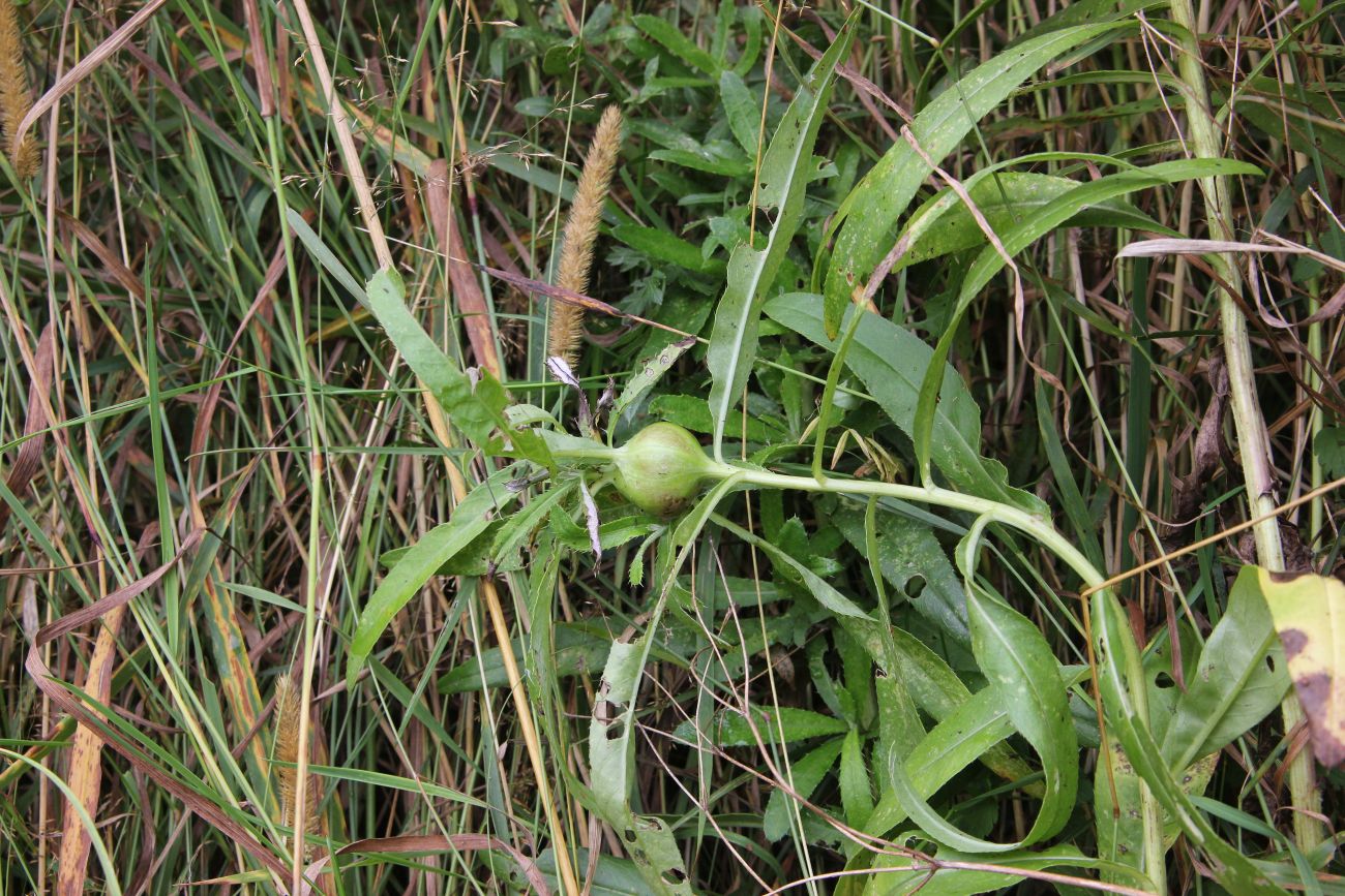 Изображение особи Cirsium setosum.