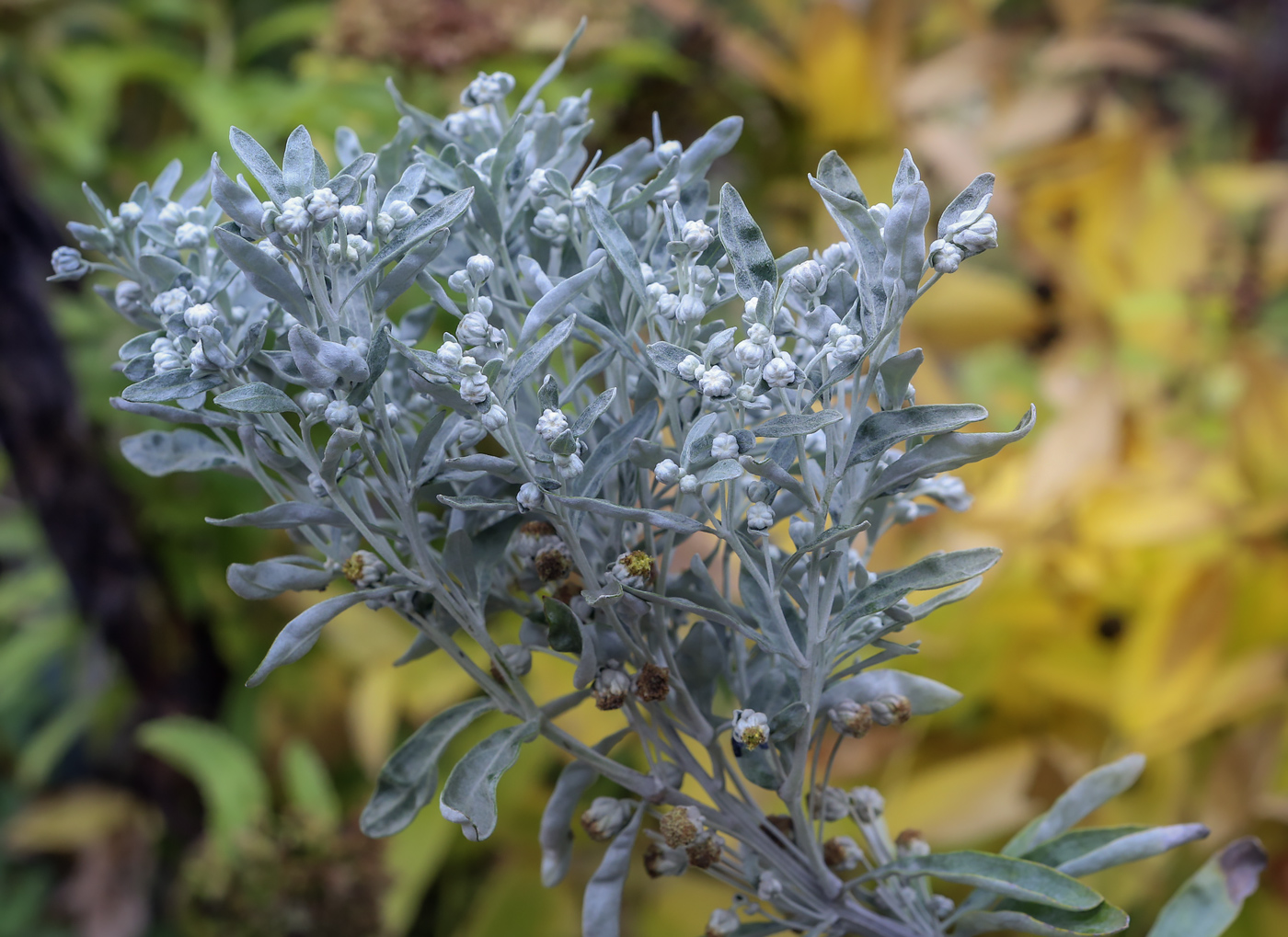Изображение особи Artemisia lagocephala.