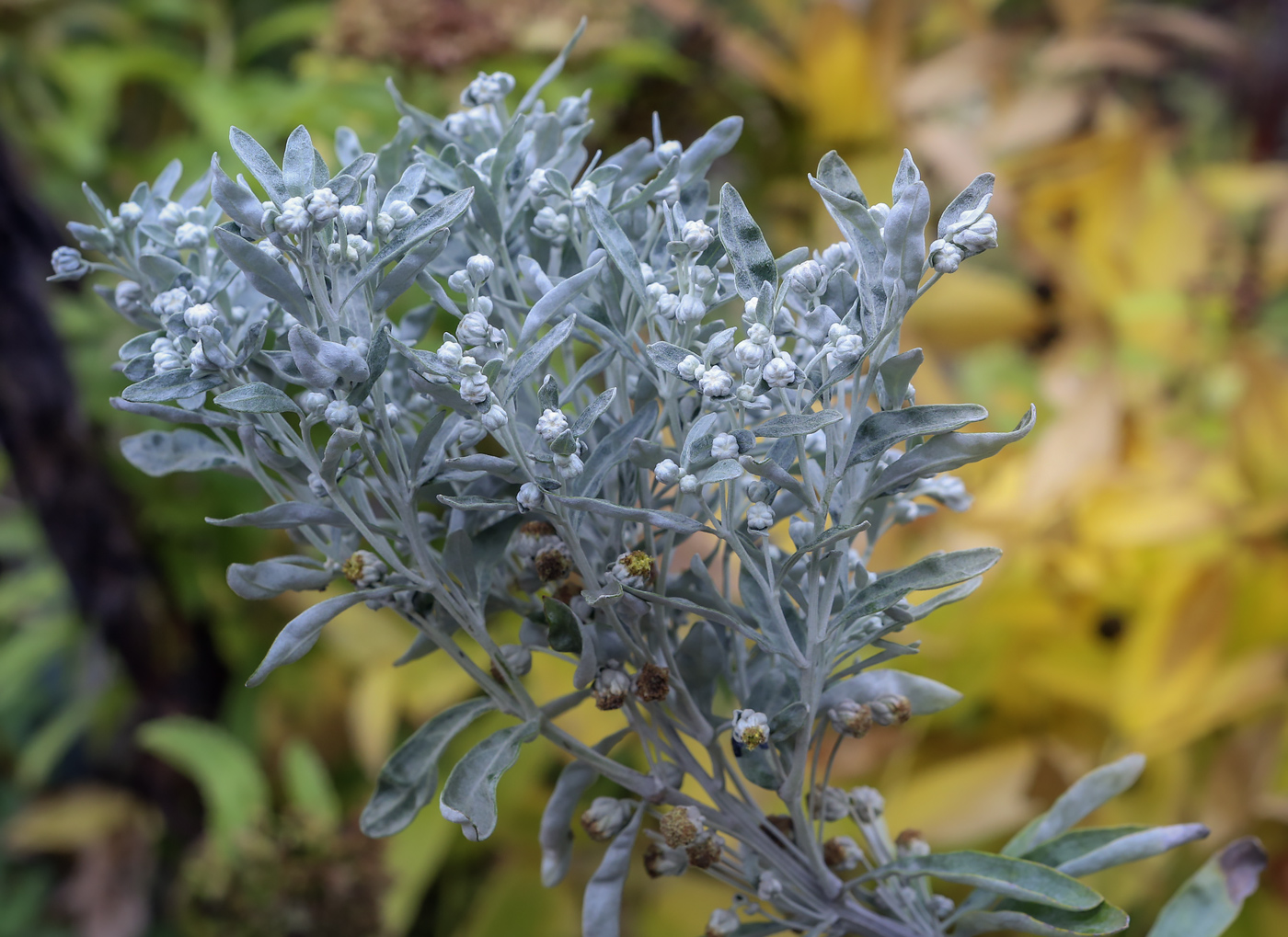 Image of Artemisia lagocephala specimen.