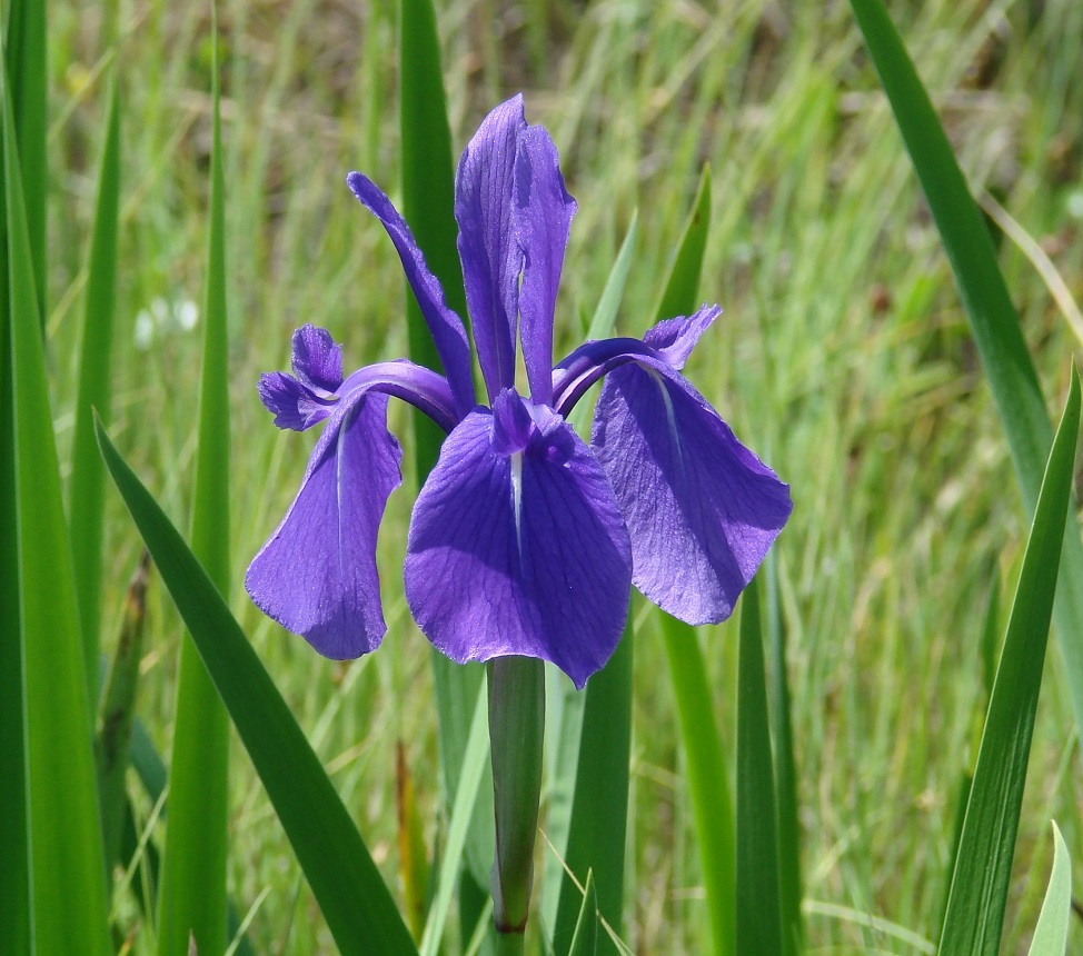 Изображение особи Iris laevigata.