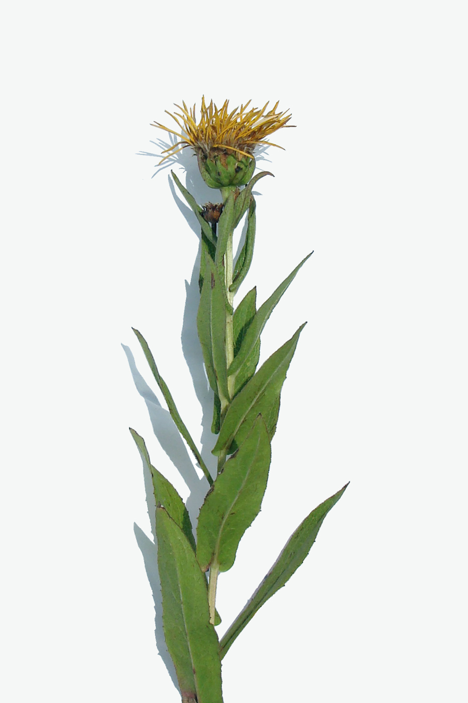 Изображение особи Inula aspera.