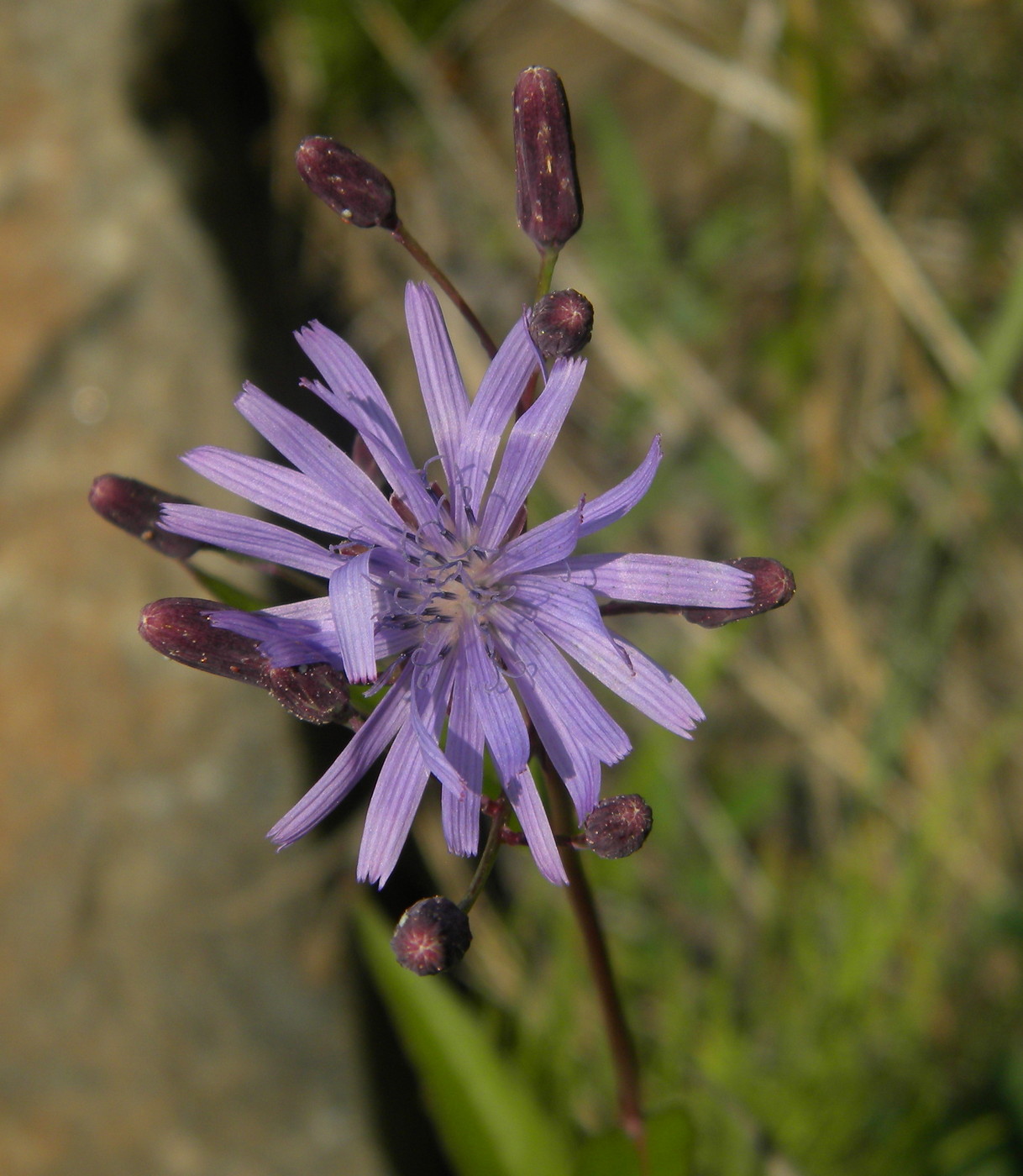 Image of Lactuca sibirica specimen.