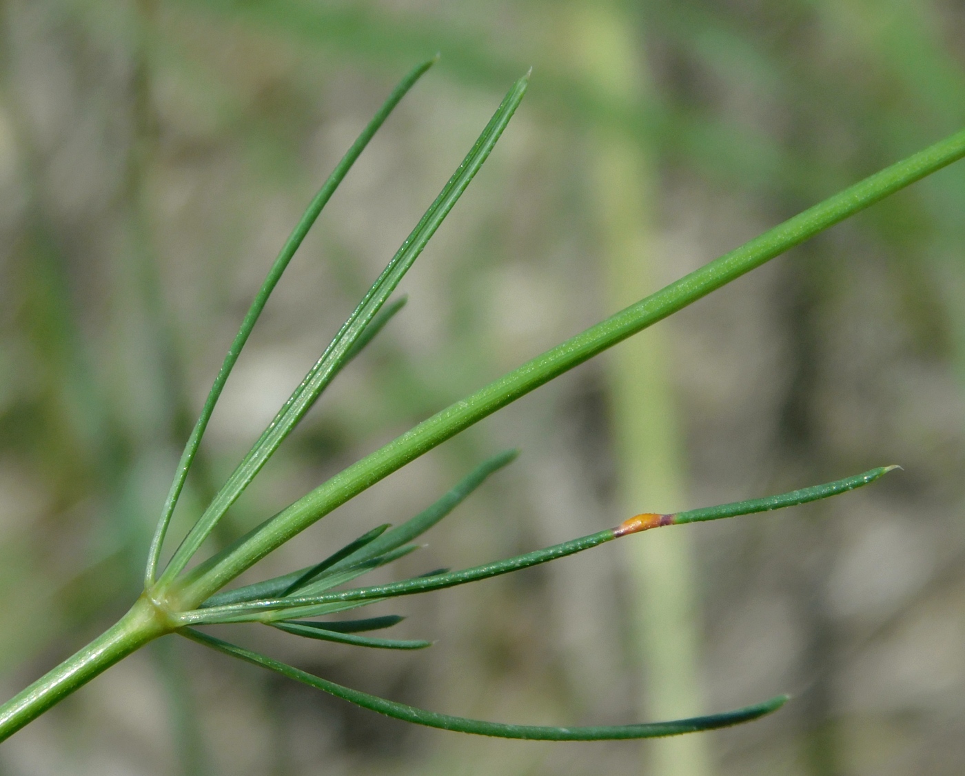 Image of Galium octonarium specimen.