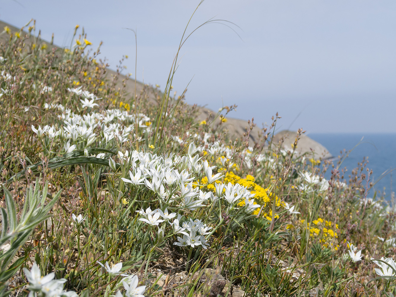 Image of Ornithogalum navaschinii specimen.