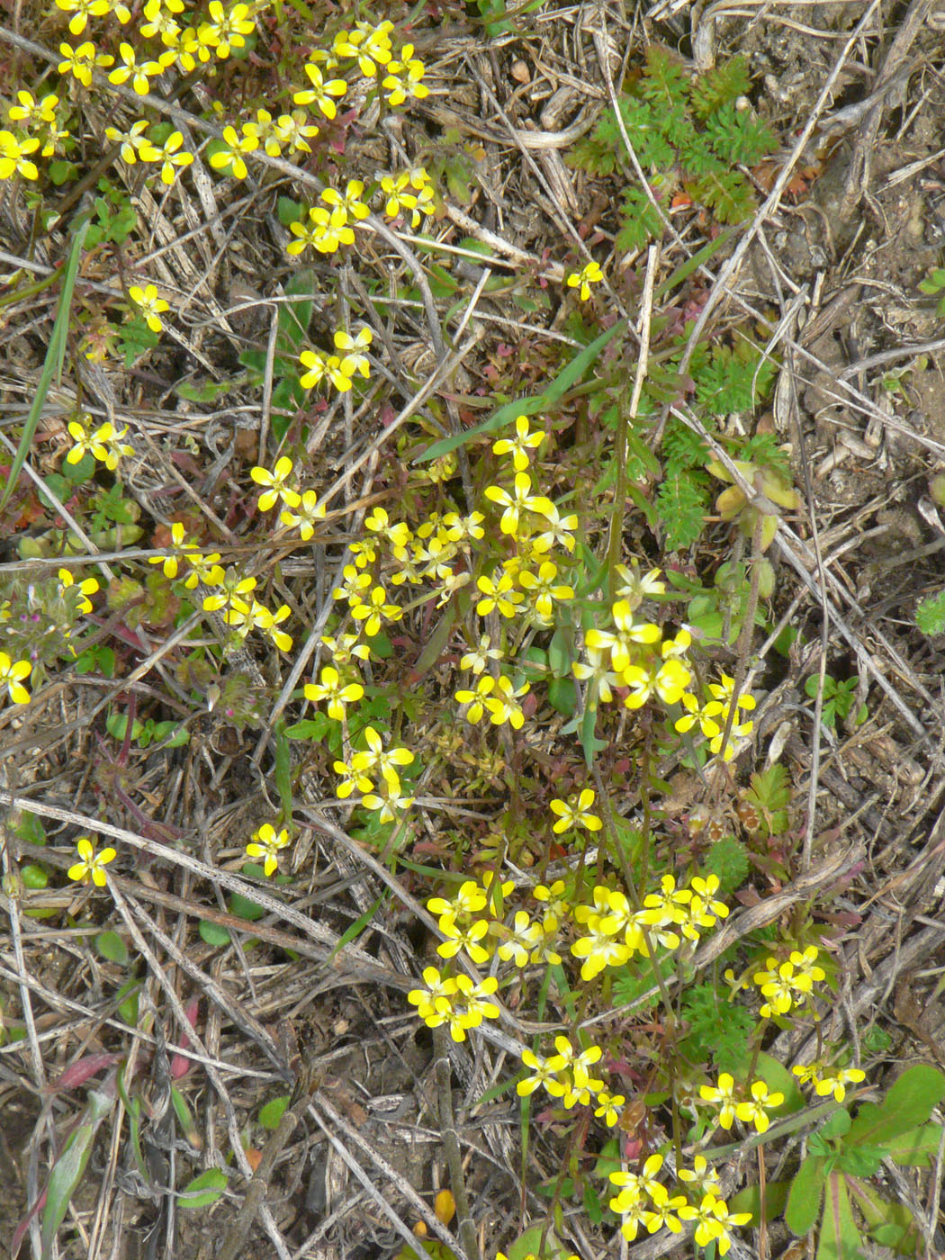 Image of Erysimum repandum specimen.