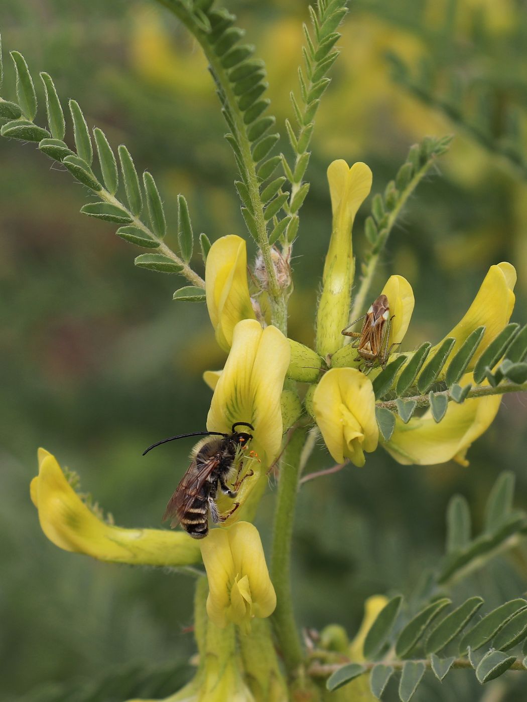 Image of Astragalus turkestanus specimen.