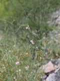 Vicia kokanica