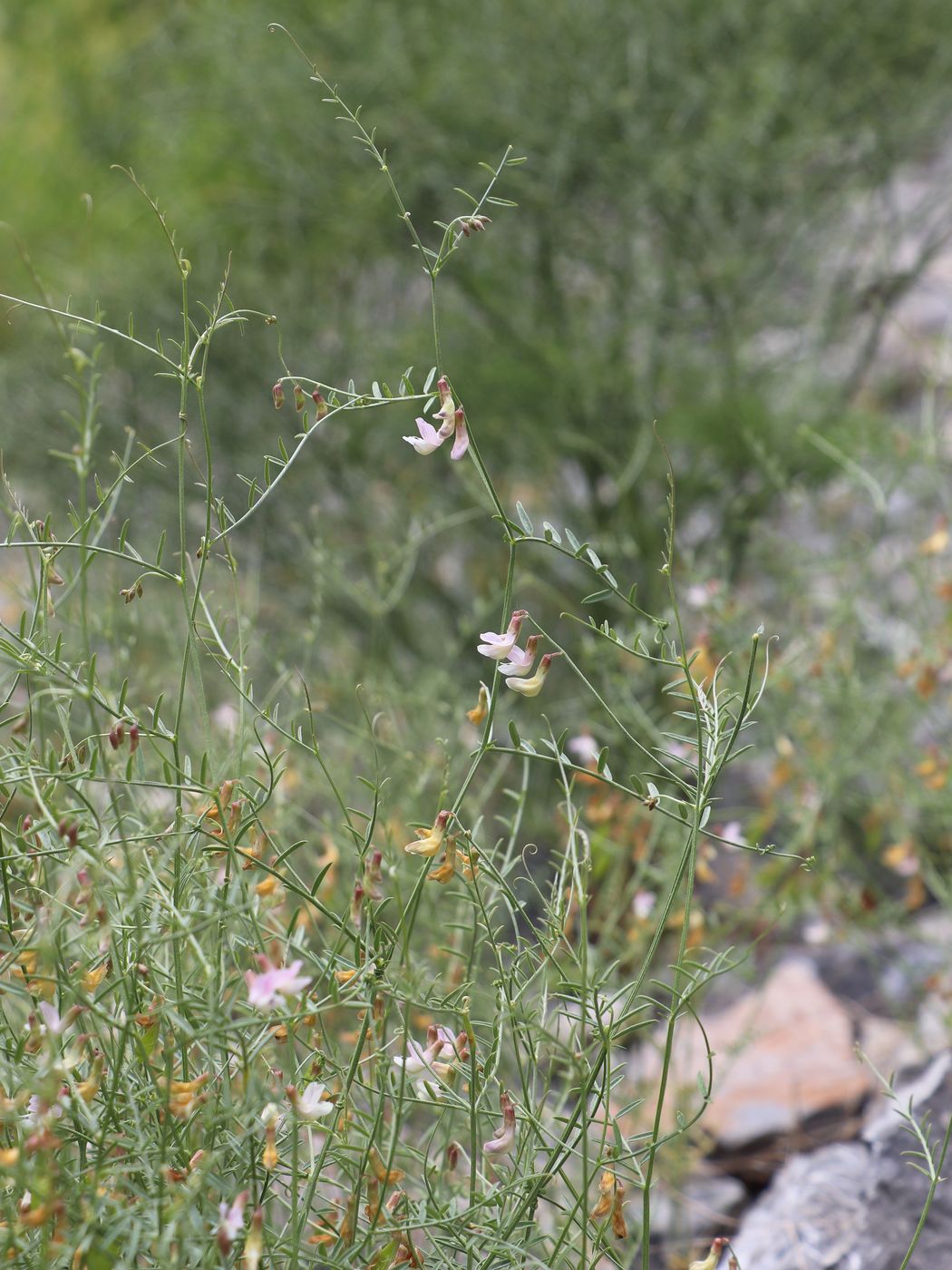 Image of Vicia kokanica specimen.