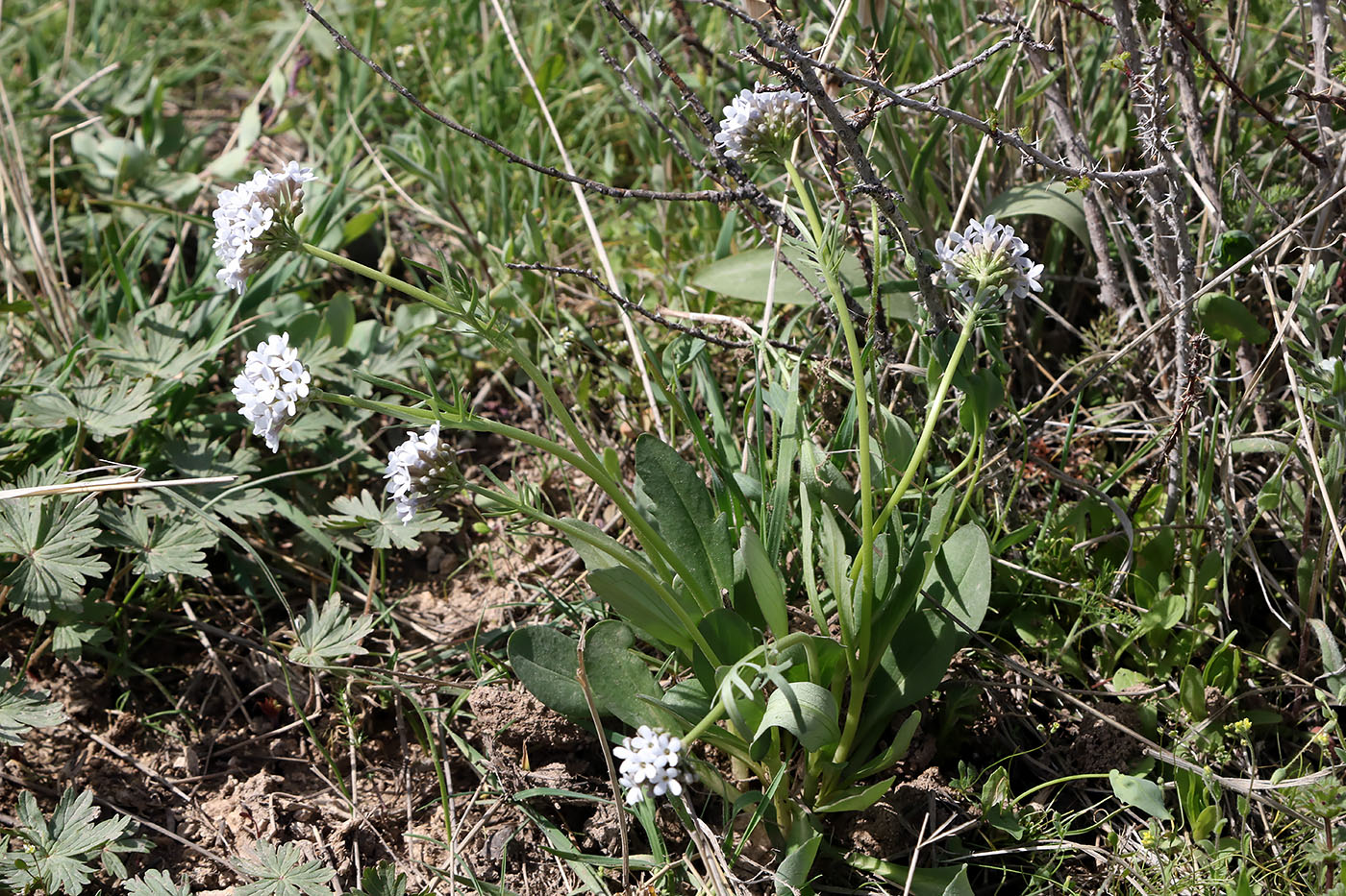 Image of Valeriana chionophila specimen.