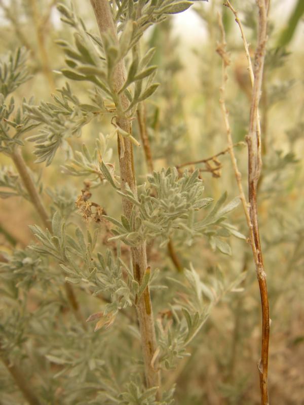 Изображение особи Artemisia semiarida.