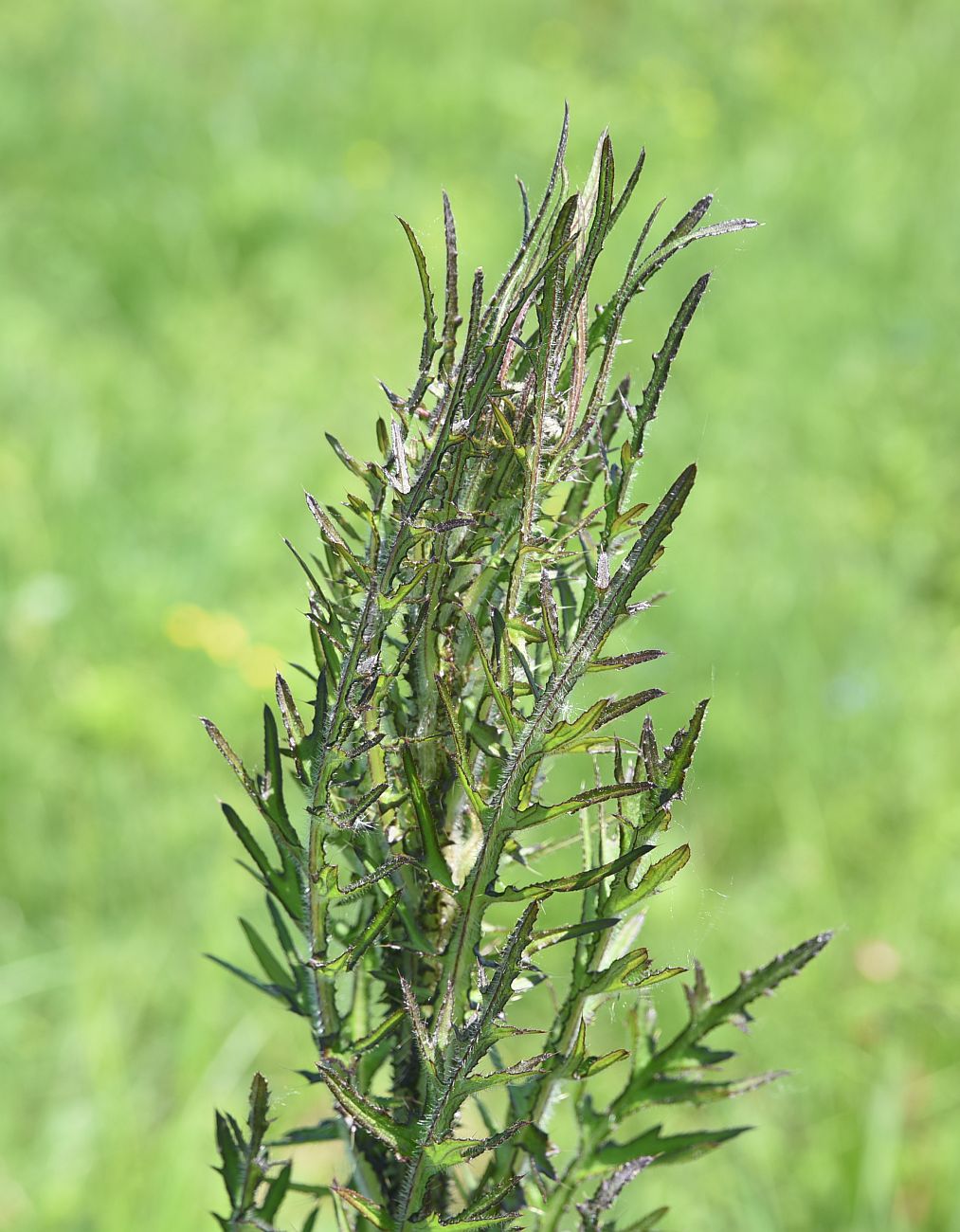 Image of Cirsium palustre specimen.